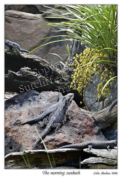 AN17.jpg - The soft winter's sun provides the warmth needed by these lizards to get the blood flowing again.