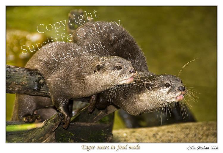 AN18.jpg - Indian otters looking keen and, as always, alert.