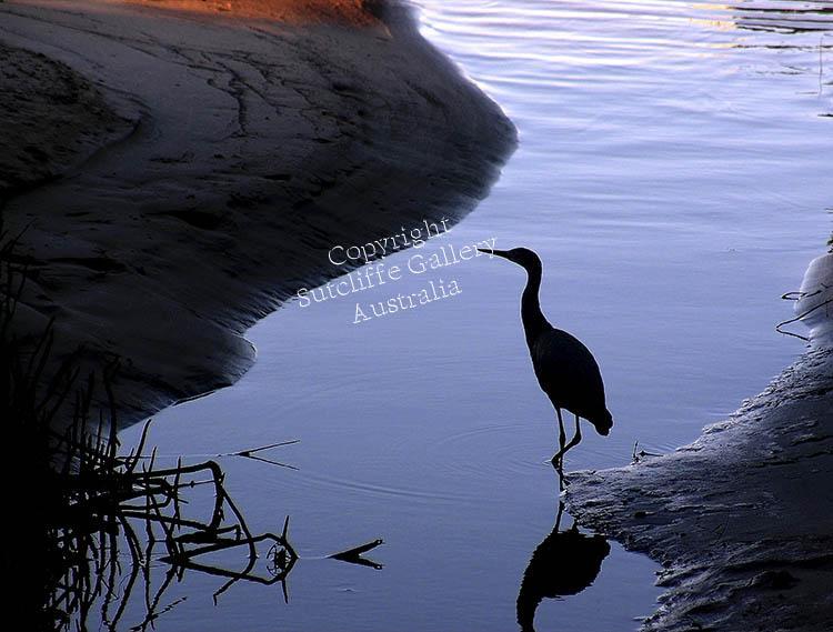 ANC10.jpg - In the evenings, the heron stalks it's dinner.