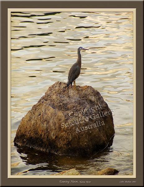 ANC11.jpg - A lovely, soft evening light surrounds this heron on the river.