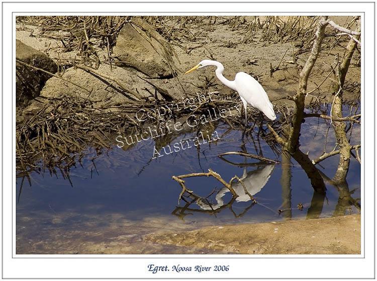 ANC15.jpg - This splendid egret is about to pounce on a tasty morsel.