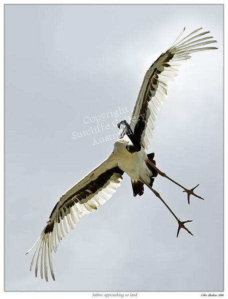 ANC18.jpg - Black-necked Stork/Jabiru (Ephippiorhynchus asiaticus)A fine photograph of this very large bird in flight. They can be seen wheeling around the skies of its habitat on the thermals in the air.