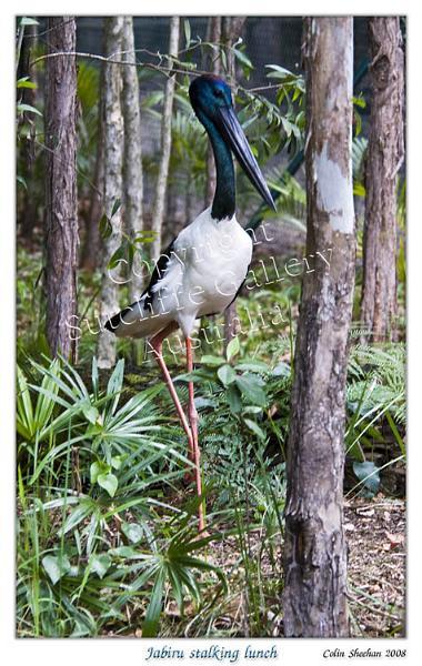 ANC19.jpg - Black-necked Stork/Jabiru (Ephippiorhynchus asiaticus)Some idea of the size of this splendiid bird can be seen as it struts through the rainforest.