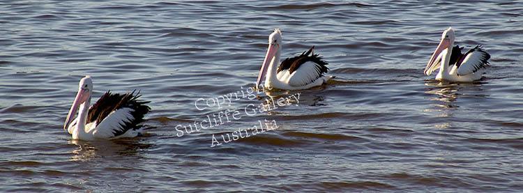 ANC2.jpg - Cruising in for lunch. Pelicans are always a favourite.