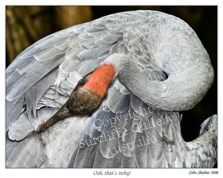 ANC20.jpg - Brolga (Grus rubicunda) is a large and graceful bird that has a mating dance that is wonderful to watch. Don't you wish you had a neck that could reach that elusive itch?