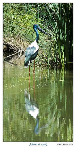 ANC21.jpg - Black-necked Stork/Jabiru (Ephippiorhynchus asiaticus)At home in its natural habitat. This is where the Jabiru feels most in its element.