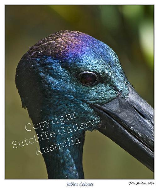 ANC22.jpg - Black-necked Stork/Jabiru (Ephippiorhynchus asiaticus)