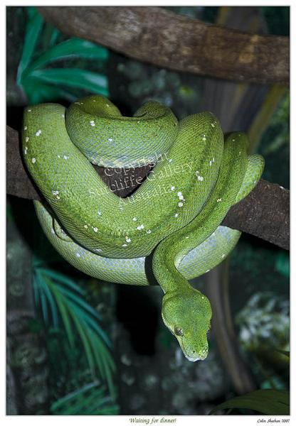 ANC23.jpg - Green Tree Python (Morelia viridis)A large non-venomous snake with brilliant green colouring