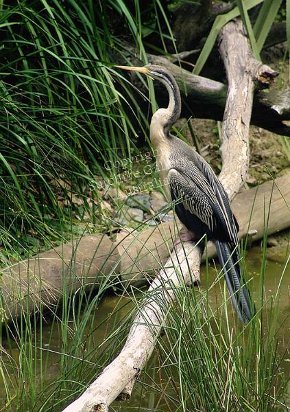 ANC24.jpg - Darter or Snake Bird (Anhinga melanogaster)Darters are a water bird that is closely related to Cormorants. They are found throughout Australia, on the east, north and west coasts wherever waterways exist.
