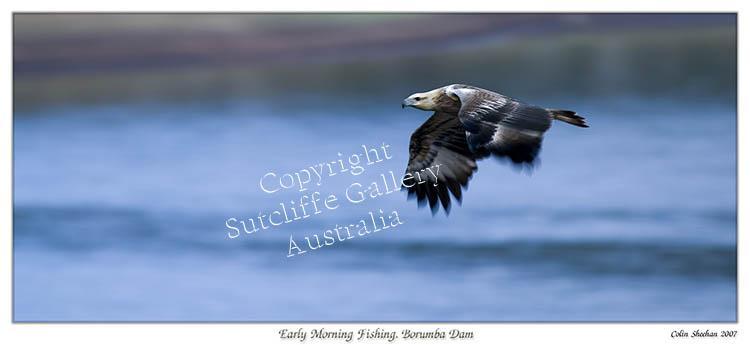 ANC25.jpg - A great action shot of this juvenile sea eagle skimming across the water whilst hunting breakfast.