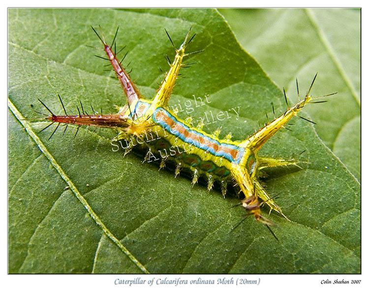 ANC27.jpg - This tiny moth caterpillar will deliver a quite painful sting if handled. It warns of the potential pain with its bright colours.