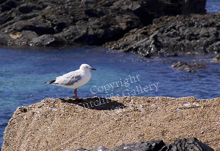 ANC28.jpg - The lonely vigil. Seagulls are always a favourite.