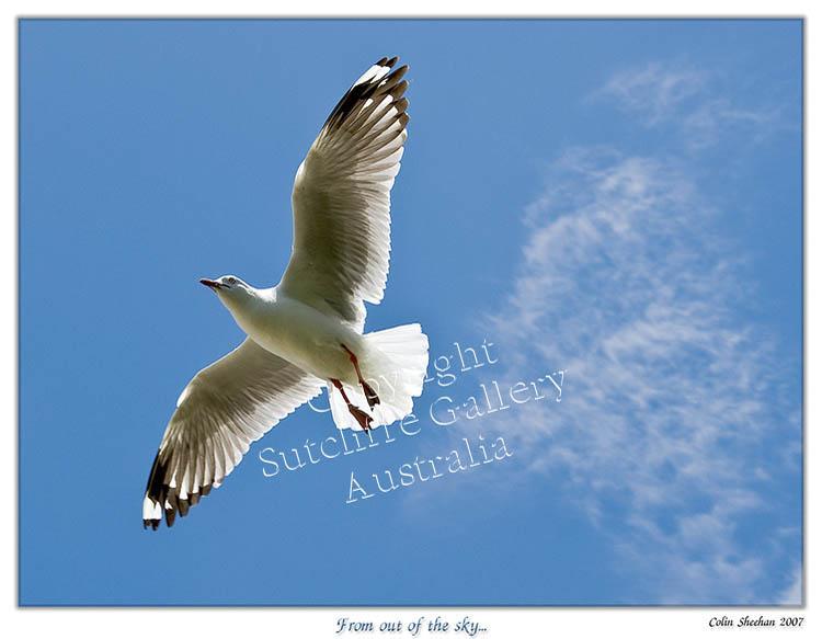 ANC30.jpg - A classic image of this gull in flight making a very nice photograph.