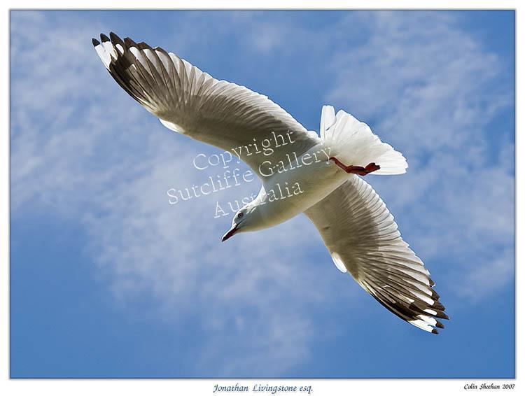 ANC31.jpg - A great photograph of this gull riding the thermals. The interesting composition makes this a winner on the wall.