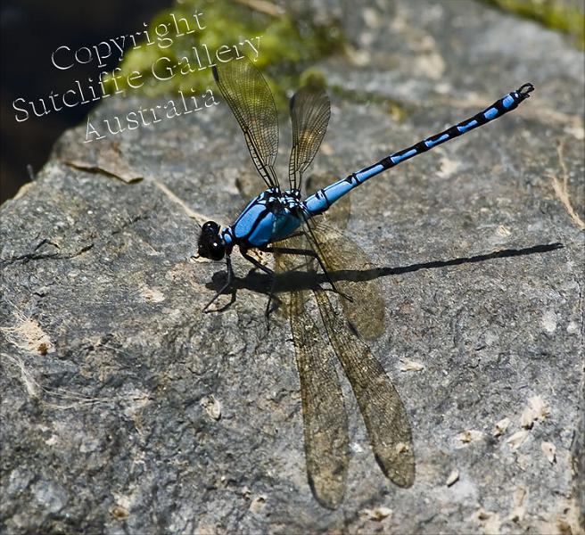 ANC32.jpg - A large blue dragonfly sitting in the sun made this fine image which displays the vibrant colours of this species.