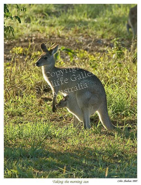 ANC33.jpg - A female Grey Kangaroo with a new joey in the pouch on a cold winter's morning. A beautiful portrait for the animal lover.