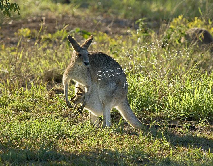 ANC35.jpg - A charming image of this female grey kangaroo with a joey in the pouch with lovely morning light making a very interesting nature portrait. This is one of the series of images found in the kangaroo composite print (see ANC34).