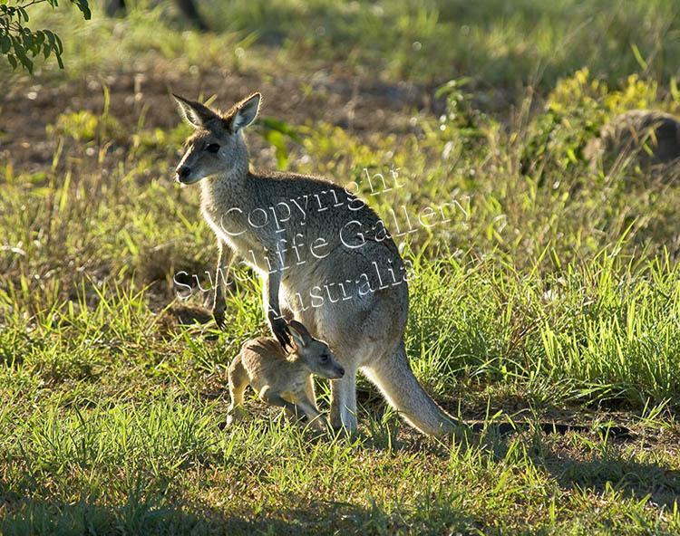 ANC36.jpg - A cute new joey leaves the pouch on a cold winter morning, and discovers that mother's pouch is the place to be after all. This is one of the series of images found in the kangaroo composite print (see ANC34).