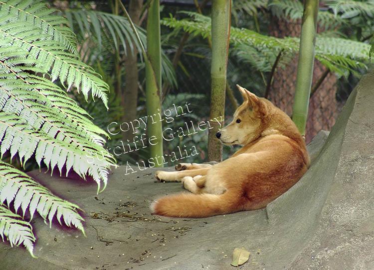 ANC4.jpg - The Dingo is Australia's only native dog and the only major carnivorous land based predator in the country apart from feral animals.