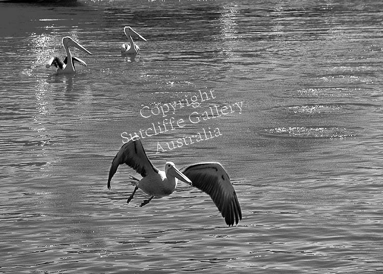 ANC6.jpg - Pelican takeoff. Evidence of the frantic water-walking prelude to flight can be seen behind the flying bird.