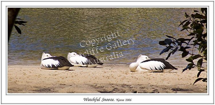 ANC7.jpg - Try sneaking up on sleeping pelicans and you will see how alert they are!