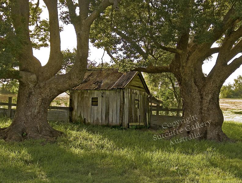 ARC10.jpg - A shady spot under the trees for the old feed shed.