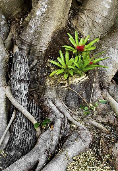 FC04.jpg - A good example of the inexorable growth of nature. The old fence post is about to be consumed by the fig tree and some bromeliads have taken up residence in a crevice in the trunk.
