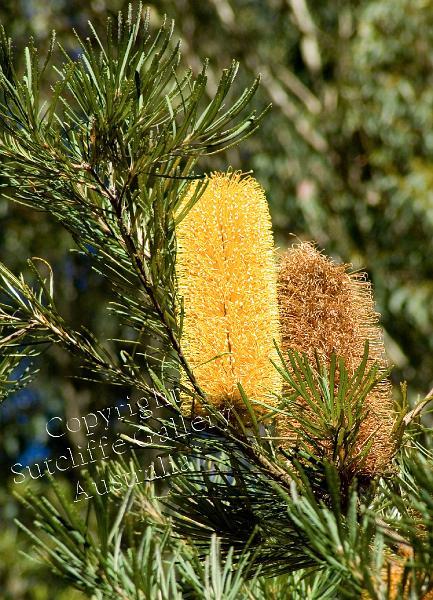 FC05.jpg - The Australian Banksia is a most unique and beautiful plant with a host of striking blooms.