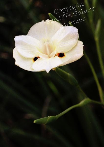 FC09.jpg - HIdden in the darkness on a rainy day, this elegant flower shines through the mirk.