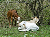 Animals