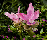 Flora
