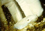 Dwarf Cuttlefish