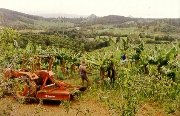Working the Bananas