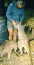 Swamp wallaby at breakfast