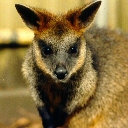 Swamp Wallaby