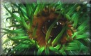 Green Anemone