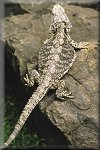 Water Dragon