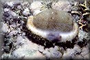 Live Cypraea erosa