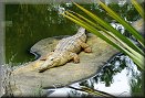 Freshwater Crocodile
