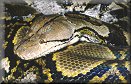 Reticulated Python