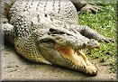 Never Smile At a Crocodlie