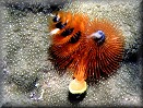 Spiral gill tubeworm