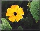 Black-eyed Susan