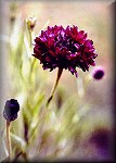 Cornflower