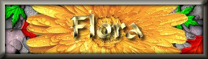 Flora, Food For The Soul