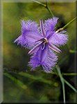 Frilled Violet