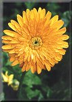 Gerbera