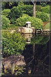 Japanese Garden