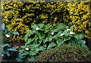 Lillies in the garden