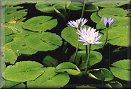 Lilly Pond